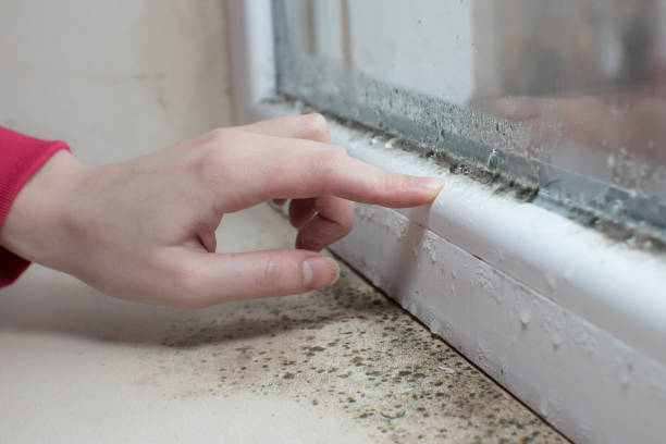 Best Black Mold Removal  in Ham Lake, MN