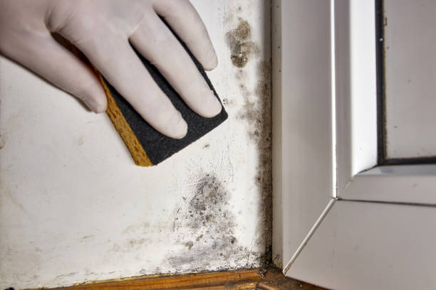 Best Mold Remediation for Healthcare Facilities  in Ham Lake, MN